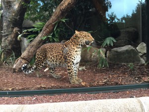 Le zoo du jardin des plantes guépard