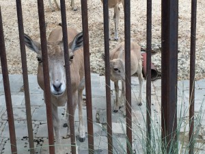 Le zoo du jardin des plantes