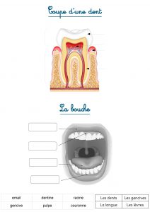 les dents exercices enfants primaire