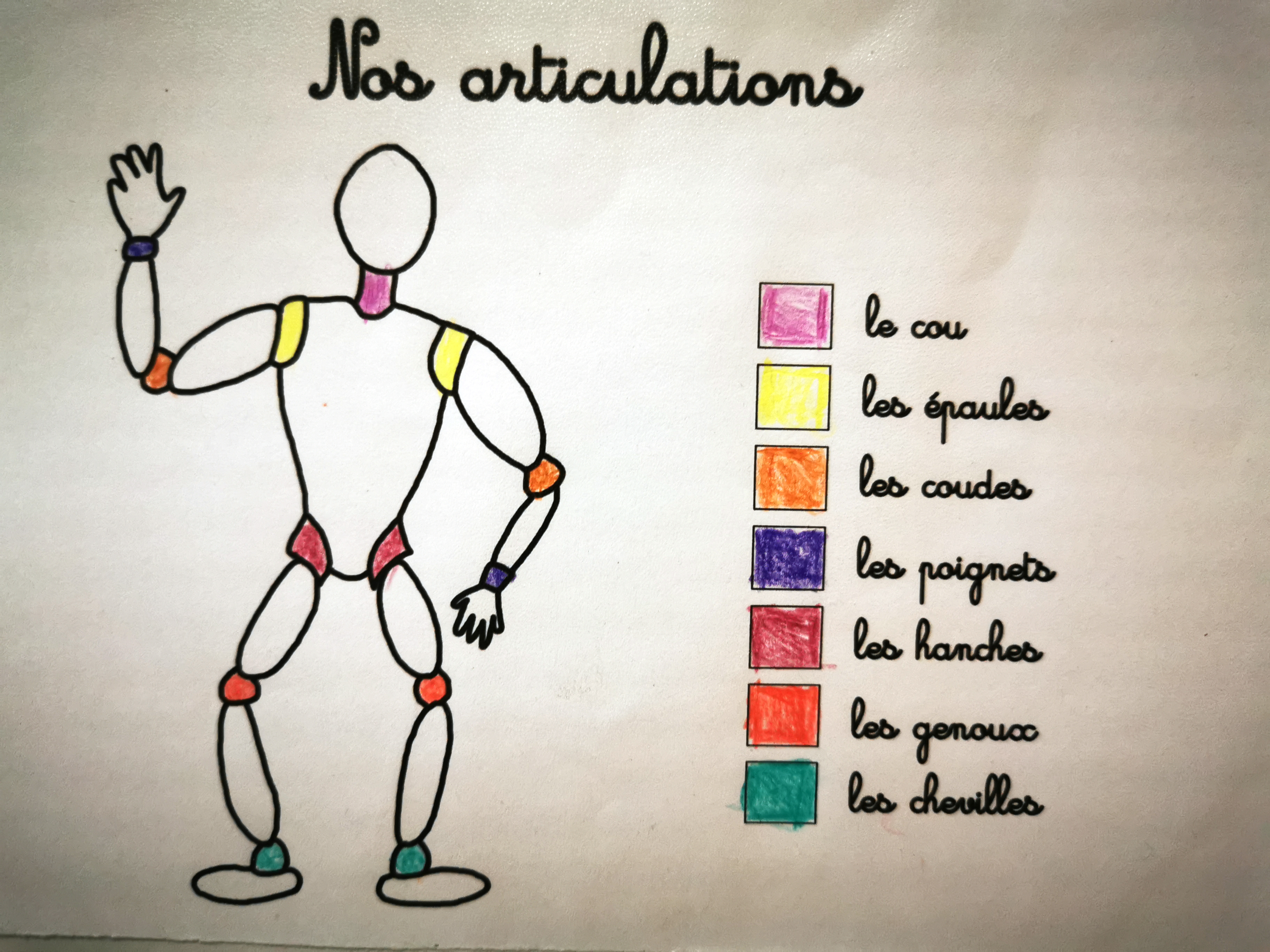 les articulations exercice